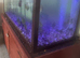 Blue Turk discus