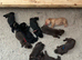 Beautiful Labrador Retriever puppies.