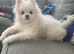 Rehoming my two beautiful Pomeranians girls