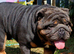 Proven Blue & Tan KC Bulldog