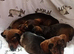 Dachshund puppies