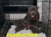 Kc Beautifull Blue Staff Puppies For Sale