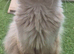 Ragdol x persian 1 female left