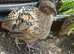 Free 6 week old male coturnix x9