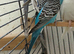 Beautiful female budgie