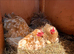 Pekin bantam frizzle chicks
