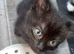Ragamese cross kittens ready now