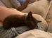 Chocolate brown kitten