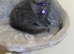 4 Beautiful Scottish Fold Kittens