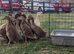 Khaki Campbell ducklings for sale