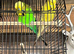 Bonded pair of exhibition budgies