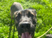 Cane Corso x Malinois