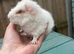 Baby guinea pigs for sale