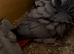 African grey pair