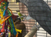 15 year old African grey