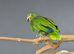 Orange Winged Amazon,4