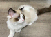 TICA Registered Ragdoll kittens x 2