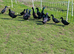 Cayuga cross duckling