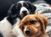 Cavapoo girl left