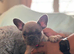 Meet our gorgeous female French bulldogs