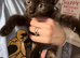 Kittens for sale