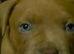Staffordshire bull terrier puppies