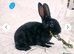 3 rabbits looking for homes