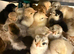 Pekin bantam 3 week olds