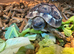 Hermann&rsquo;s 2025 Captive Bred