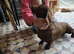 Georges dachshund boy looking for a forever home