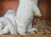 2 Purebred Minilop boys