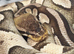 Mojave ball python