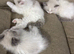 Pure bred ragdoll bicolour