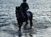 13.2 cob gelding