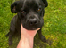 Beautiful staffy girl