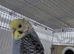 6 beautiful baby budgies looking for forever homes