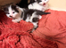 2 beautiful Ragdoll cross tuxedo kittens