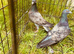 Colour racing pigeons