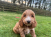 Gorgeous show type Cockerpoo Puppies