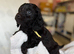 READY TO GO 2 boys 1 girl daxiepoo puppy