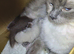 Female seal point kitten