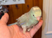 Beautiful baby hand reared mutation kakariki