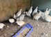 Bobwhite quails for sale