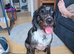 18 month old spaniel
