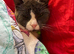 Female cat