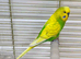 2 budgies and cage