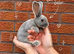 Pedigree Miniature Rex Rabbits – Ready