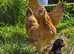 Pekin x Silkie bantam pullet pol