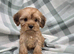 Cockapoo puppies