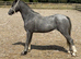 Welsh a yearling colt